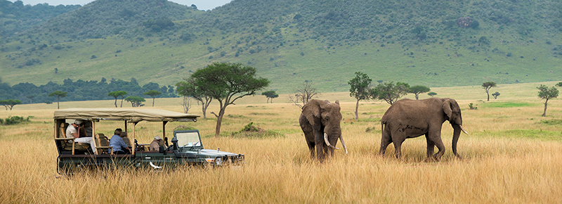 تزهو محمية ماساي مارا في كينيا بسهول مترامية تزخر بمظاهر الحياة البرية، فتشكل مقصدًا مثاليًا لهواة تجارب السفاري