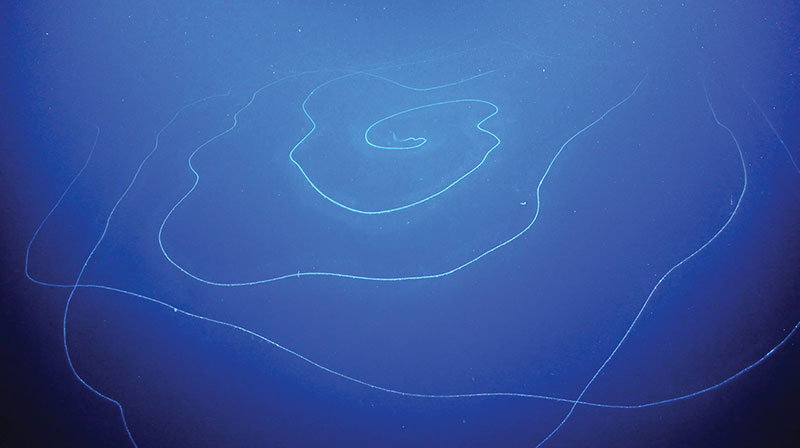 كائن مكتشف حديثًا من السحاريات يبلغ طوله 150 قدمًا، يعتقد أنه المخلوق البحري الأطول في العالم.