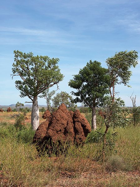 التضاريس الأسترالية الغربية، وتشتمل على كثيب نمل هائل، بالقرب من منجم أرغايل