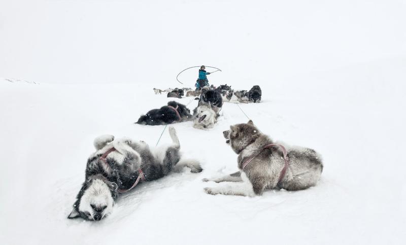  كلاب غرينلاند التي تجر الزلاجات وهي تستريح في رحلة الصيد الربيعية.