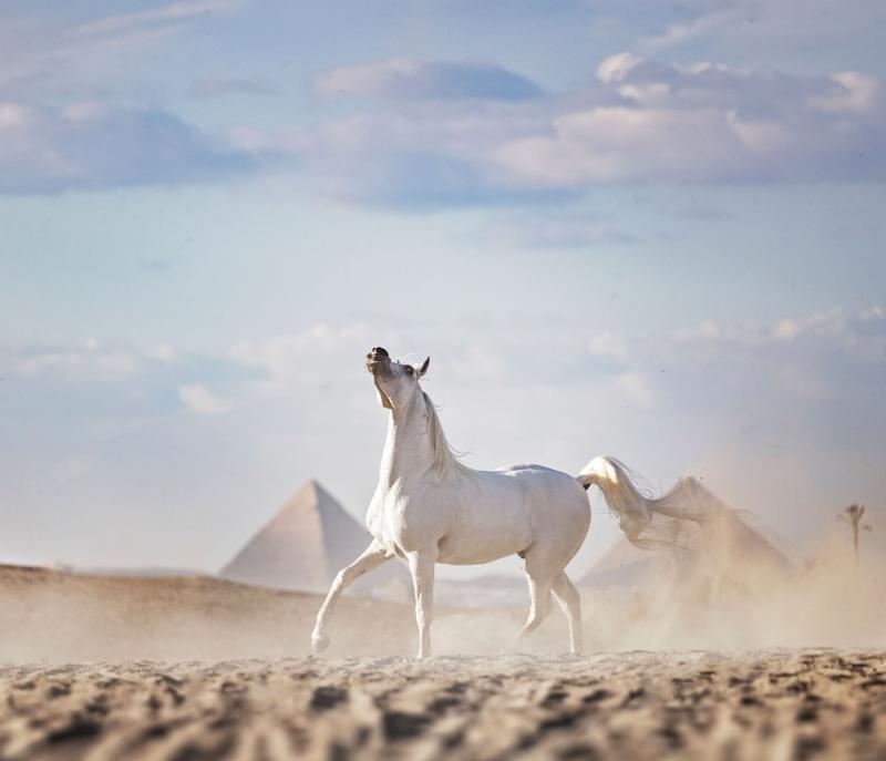 تشمل التجربة رحلة على ظهر الخيول العربية إلى الهرم الأكبر بالجيزة.