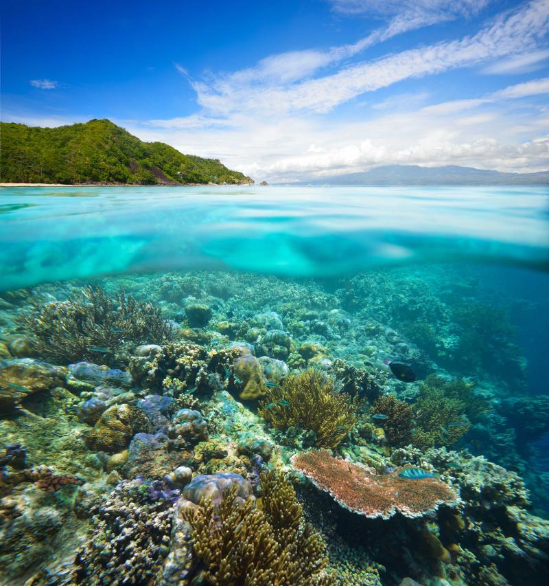 في محمية "آبو ريف" البحرية، يمكنكم الغوص بين الحدائق المرجانية الملونة.