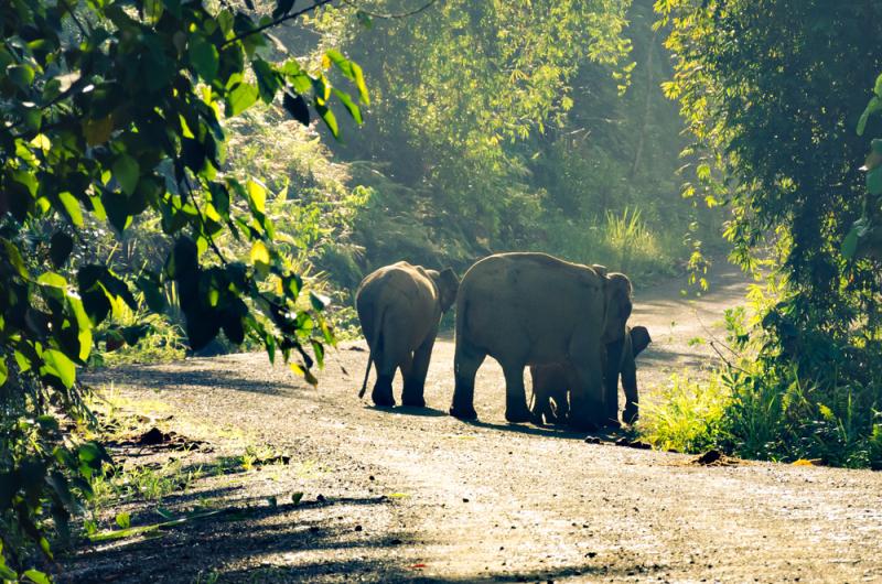 أفيال تتجول في محمية وادي دانوم