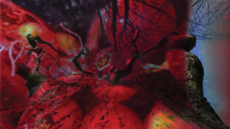 Pipilotti Rist: Your Palm is My Universe