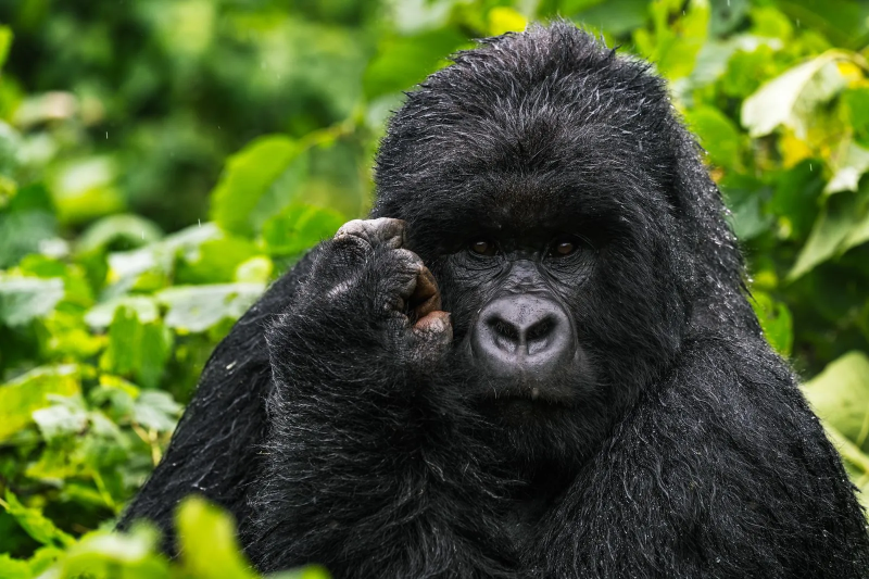 رحلة Legendary Journeys.. مغامرة من سنغافورة إلى لندن عبر سبع وجهات فاخرة