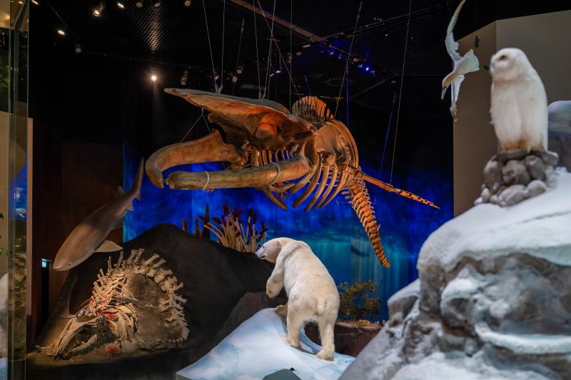 معروضات نادرة وتجارب تفاعلية