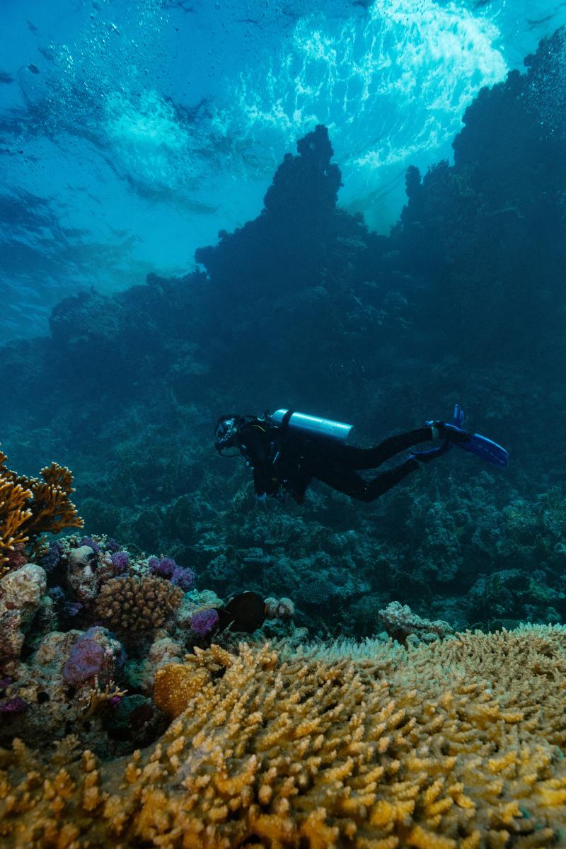 البحر الأحمر.. من الرمال حتى أعماق البحار