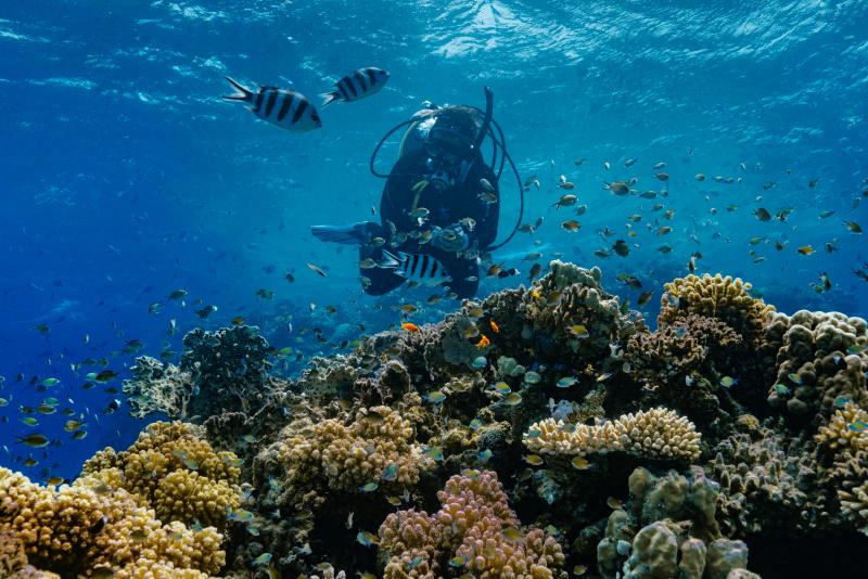 البحر الأحمر.. من الرمال حتى أعماق البحار